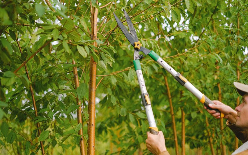 Tree trimming in Thorn Hill, TN