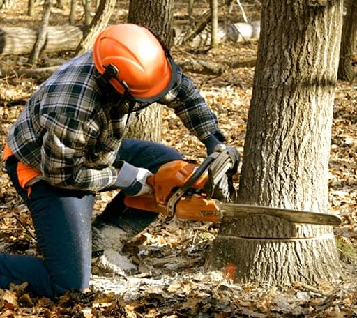 Tree Removal in Thorn Hill, TN